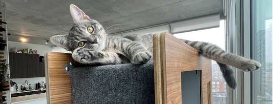Spring Refresh: How to Update Your Cat’s Space to Match Your Home Makeover
