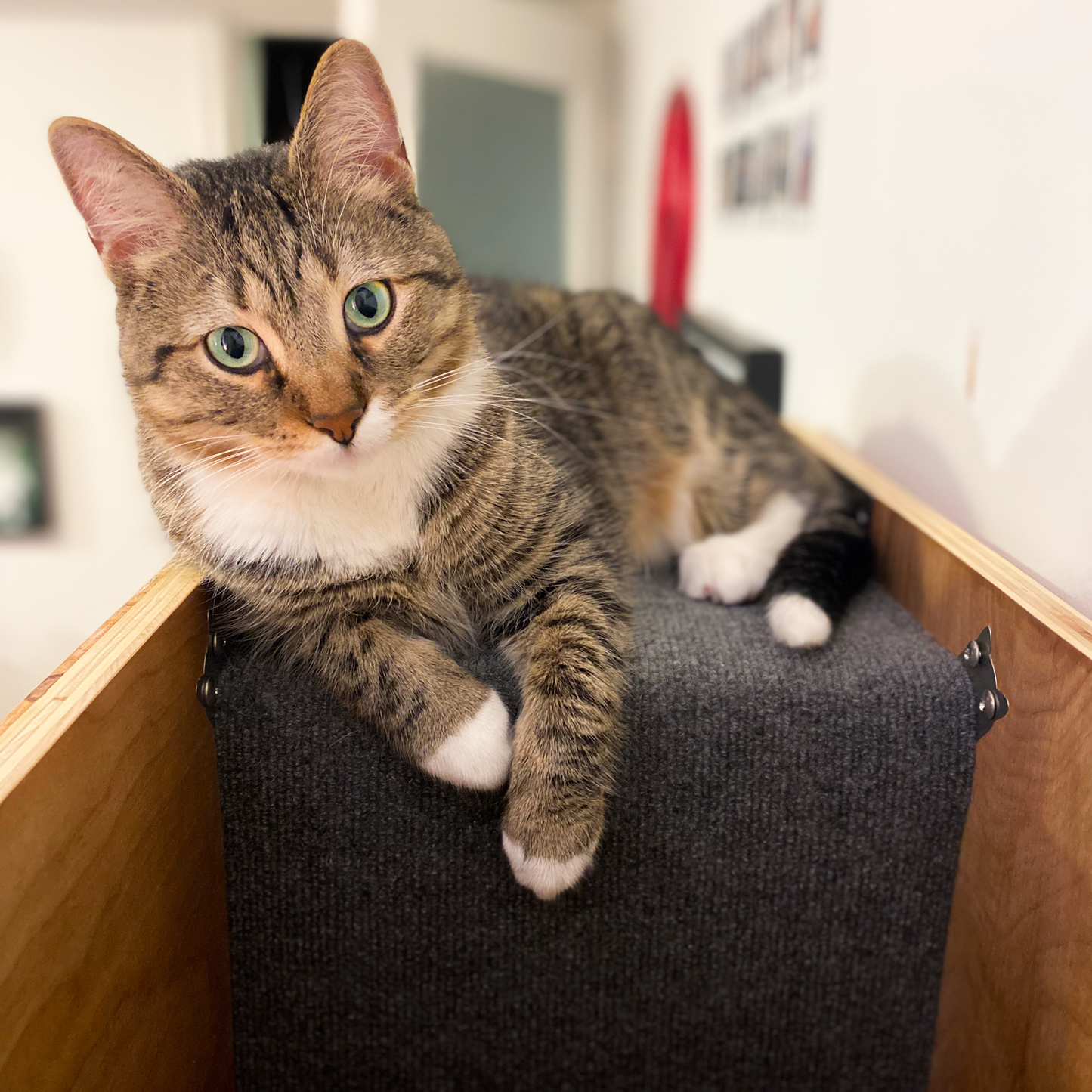5 stack Cat Case™ Cat tree hidden in a bookcase / Cat Tower / Cat Condo - 5 modules