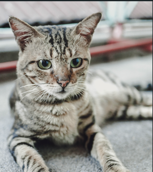 Nipping Cat Behavior Problems in the Bud