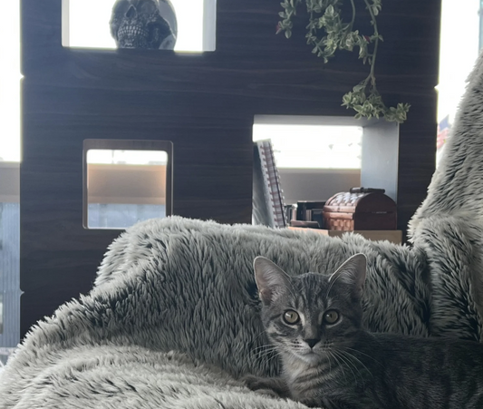 The Ultimate Solution for Cat Scratching: The Cat Case