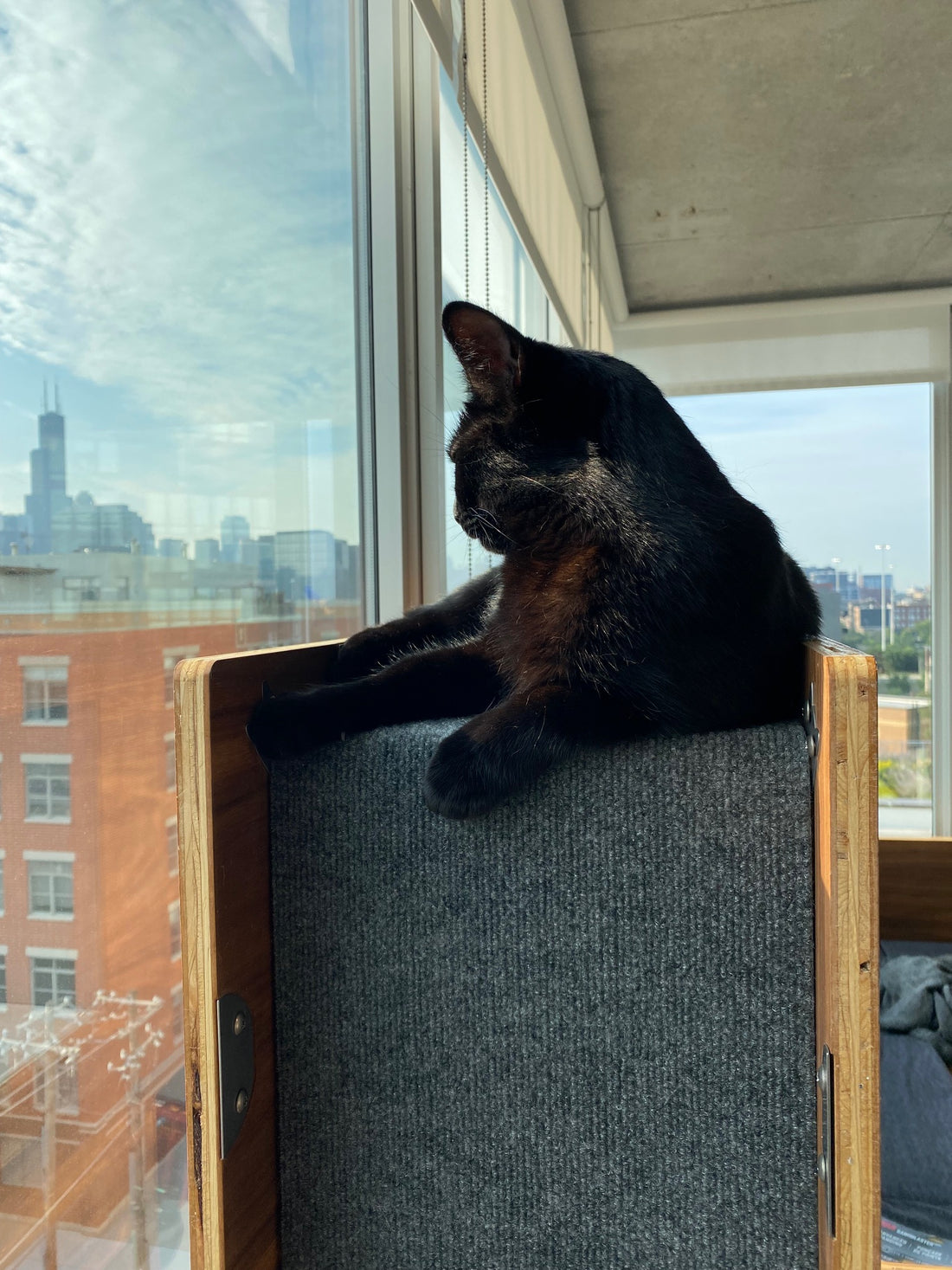 Why Modern Cat Furniture Beats an Old School Cat Tree | Cat Matter