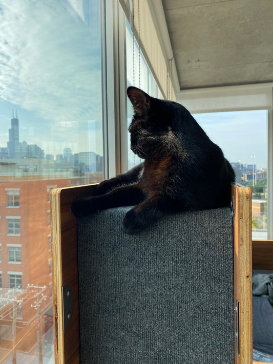 Why Modern Cat Furniture Beats an Old School Cat Tree | Cat Matter