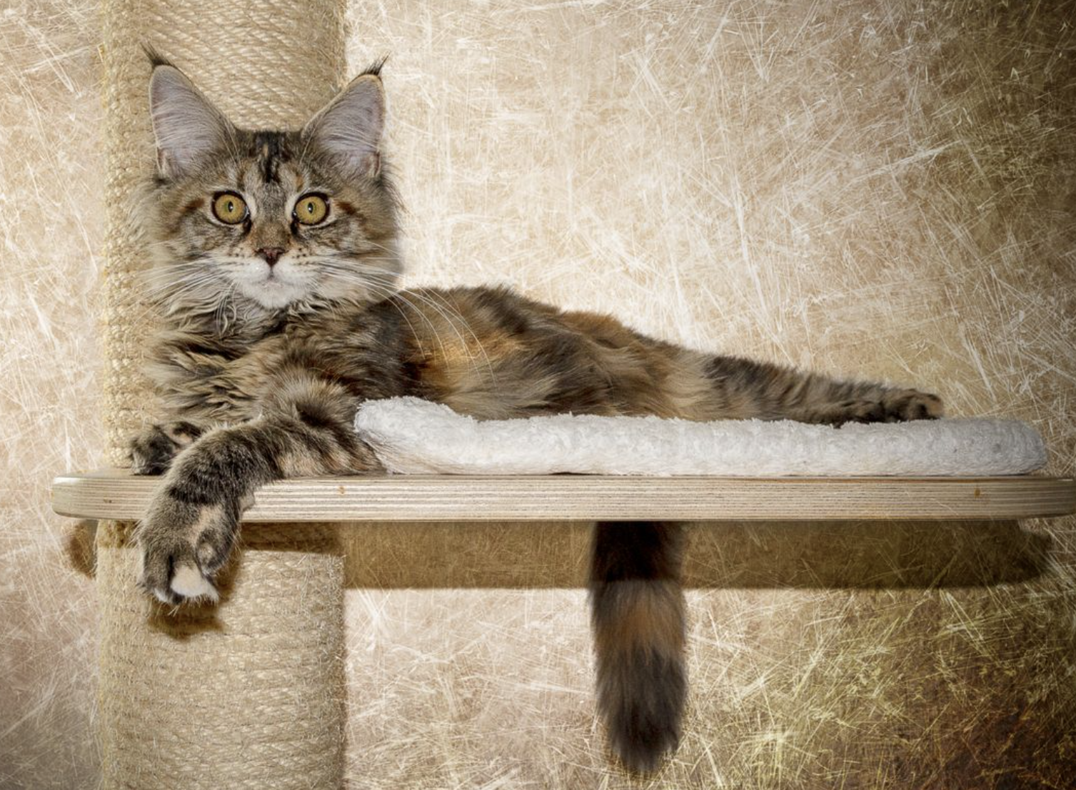 The Ultimate Guide to Cat Trees: Providing Vertical Space for Your Feline Friend