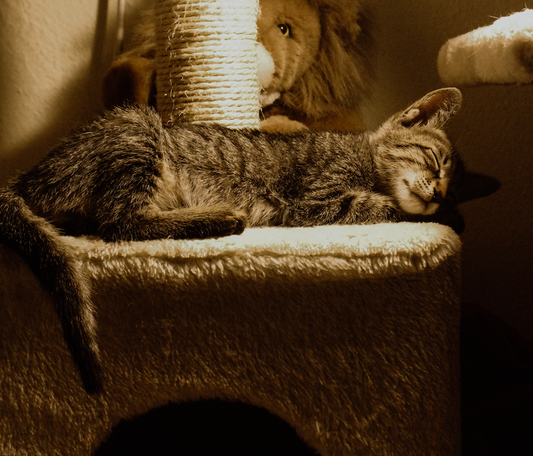 cat tree