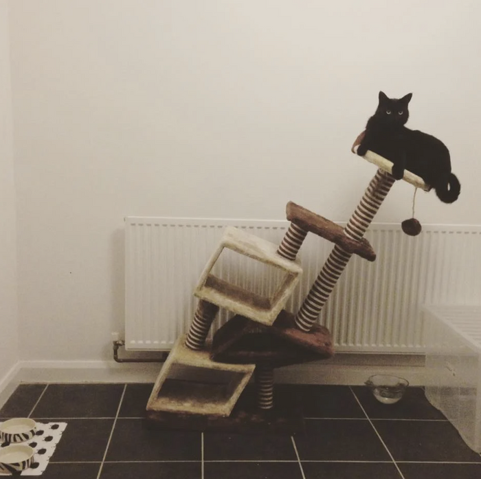 Your Guide to Buying a Quality Cat Tree: The Cat Case, the Ultimate Solution