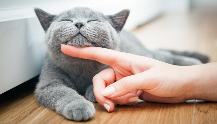 Why Do Cats Purr? The Unexpected Power of the Purr