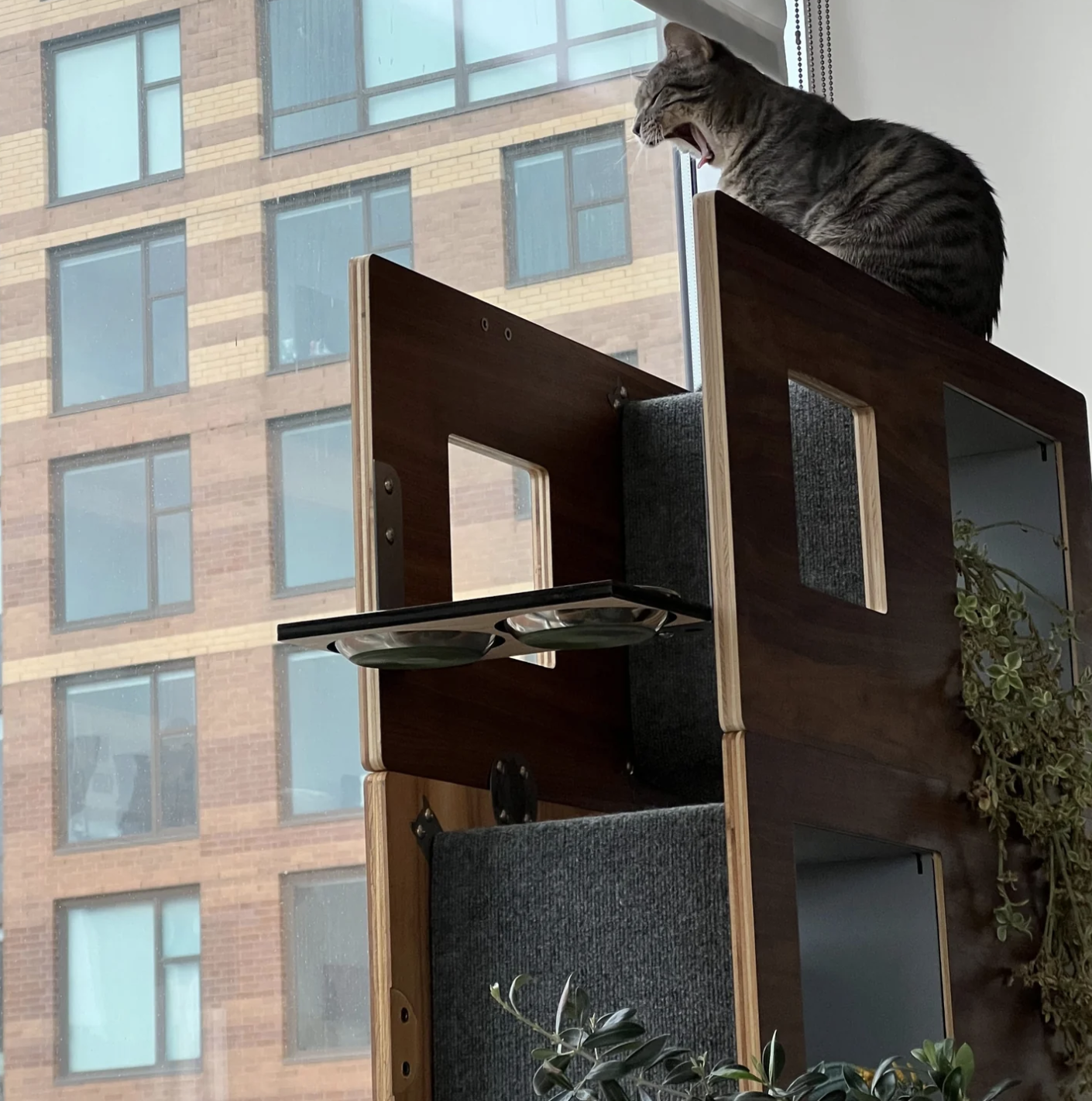 Maximizing Small Spaces: Cat Furniture and The Cat Case
