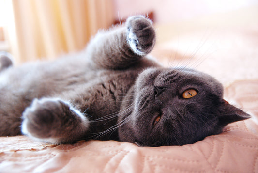 What Makes Cats Happy?