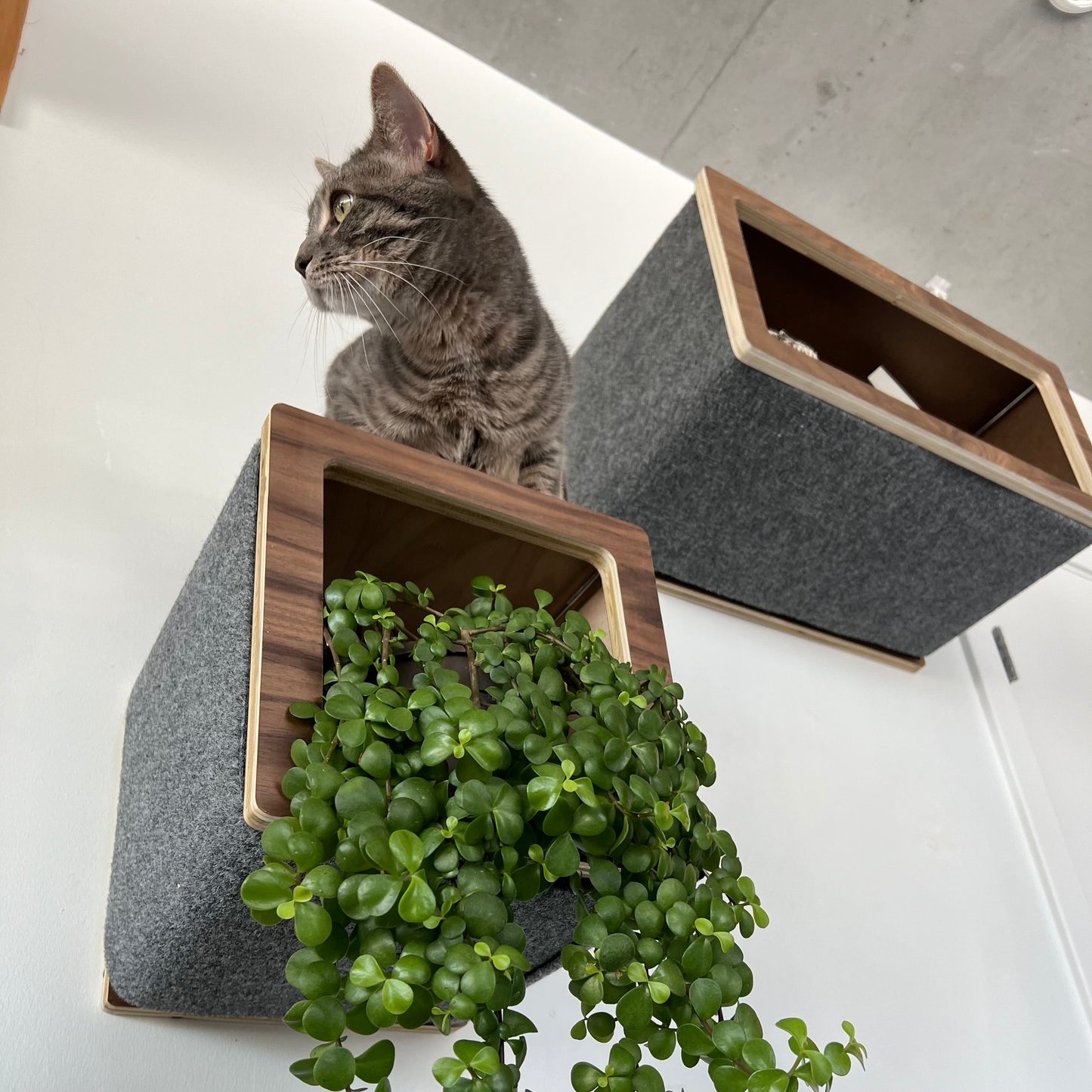 Large Box Kitty Landing Shelf - Cat Wall terrain  - Floating Box shelf and Cat Landing