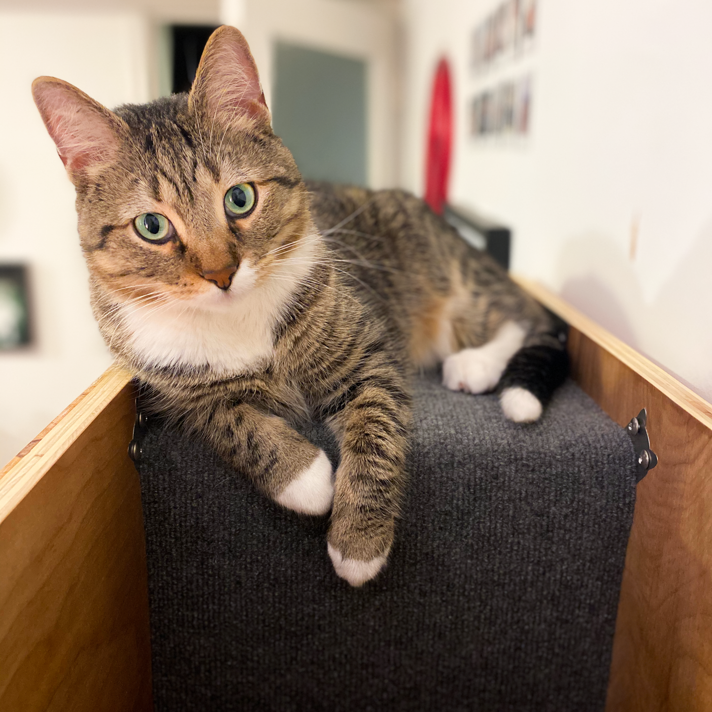 58.5" Tall modular Cat Case™ Bookcase with Hidden Cat Tree / Cat Tower (3 - 19.5" module unit)